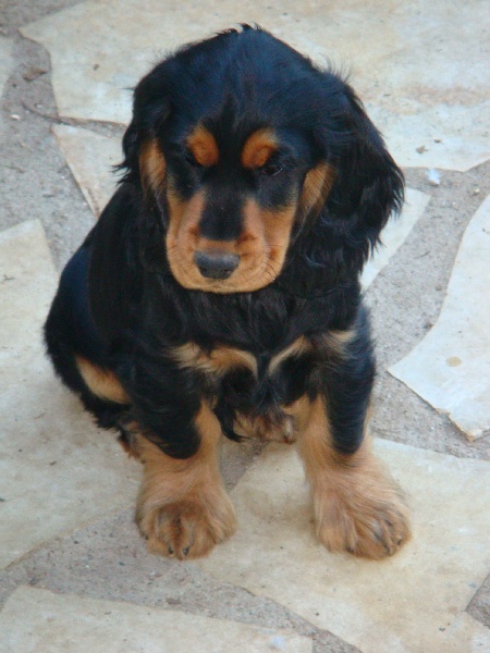 CHIOTS 3 MOIS DE GAMELLE 2013