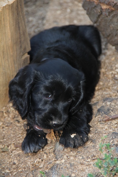 chiots GAMELLE 2013
