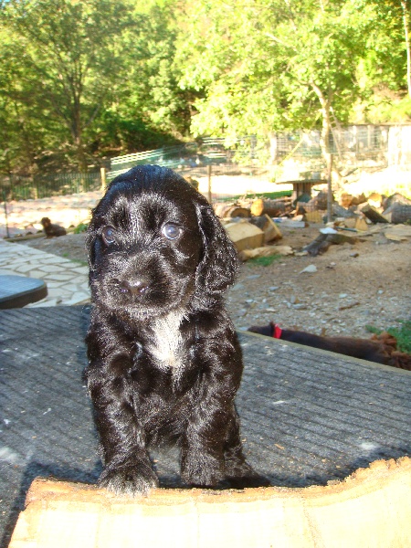 Du Roc De Berdu - Cocker Spaniel Anglais - Portée née le 06/07/2013