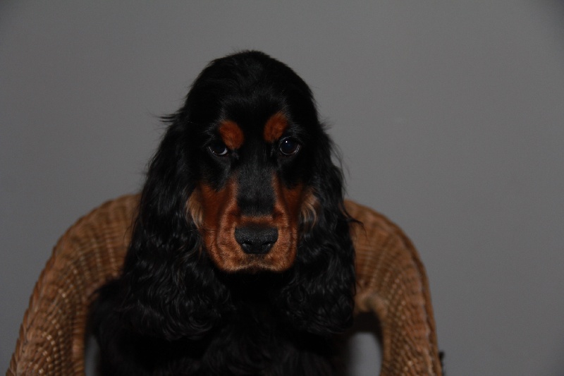 Du Roc De Berdu - Cocker Spaniel Anglais - Portée née le 06/07/2013