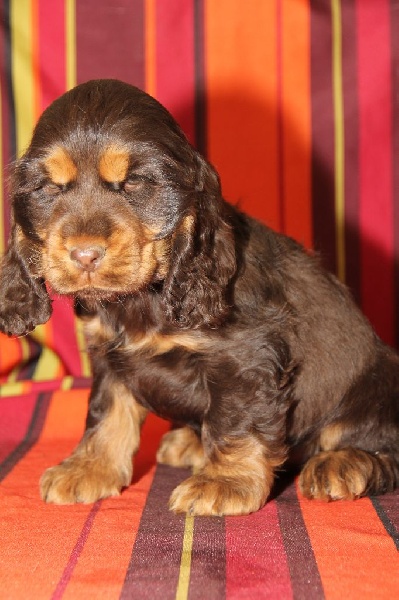 Du Roc De Berdu - Cocker Spaniel Anglais - Portée née le 28/03/2014