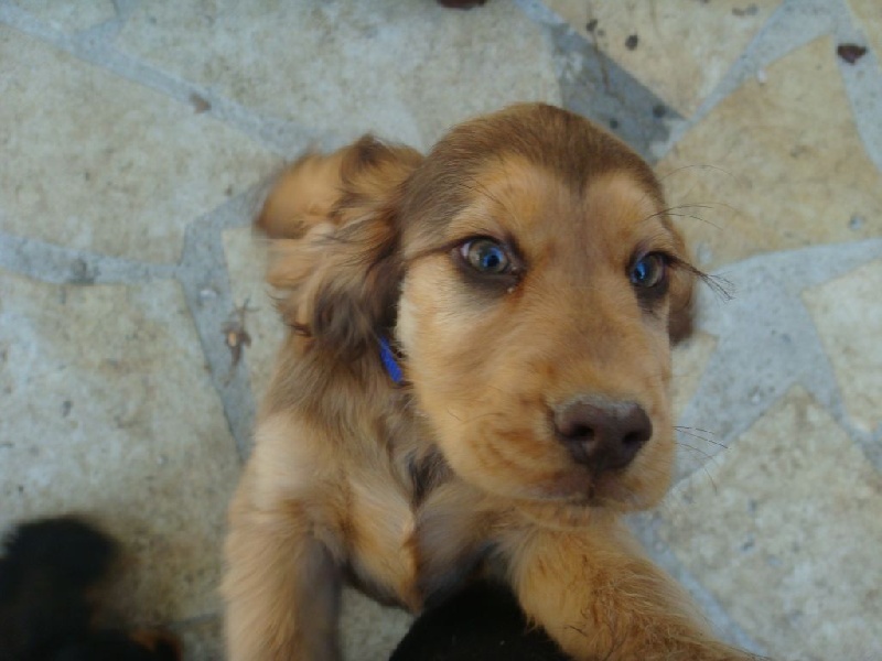 Du Roc De Berdu - Cocker Spaniel Anglais - Portée née le 23/06/2015