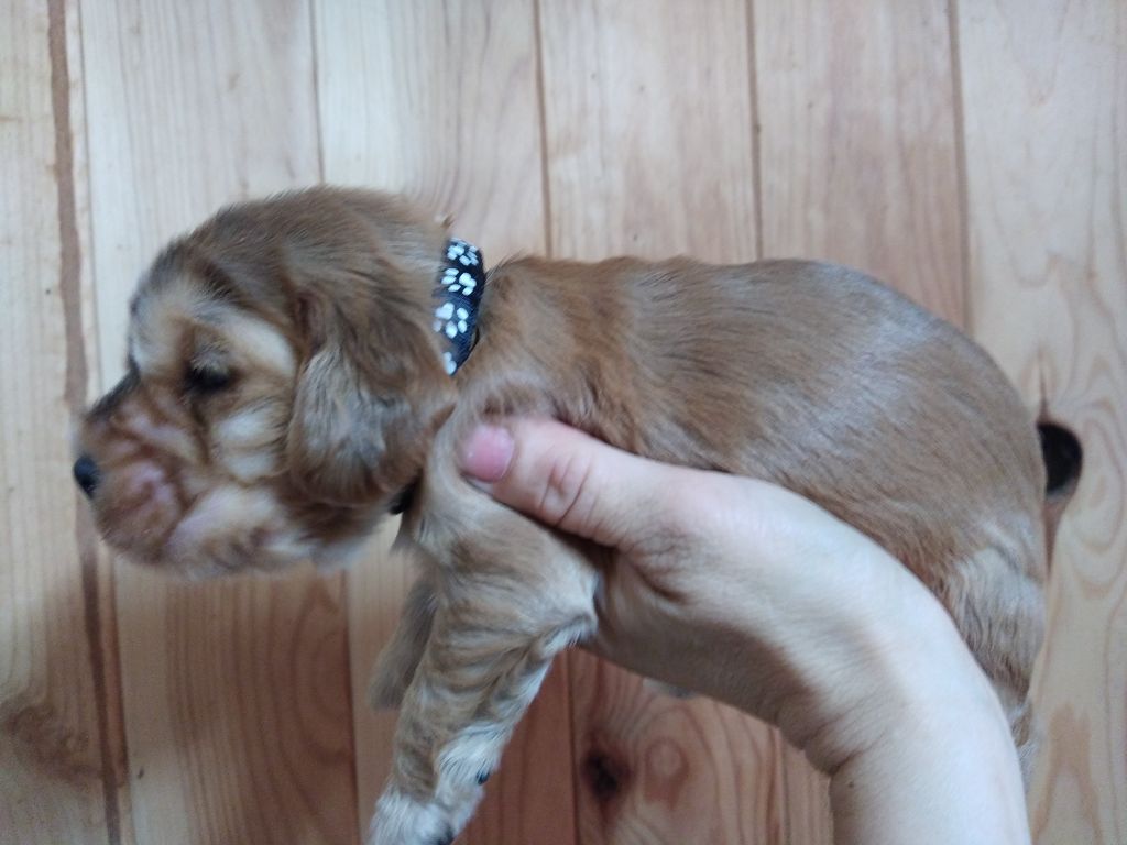 Du Roc De Berdu - Cocker Spaniel Anglais - Portée née le 30/09/2021
