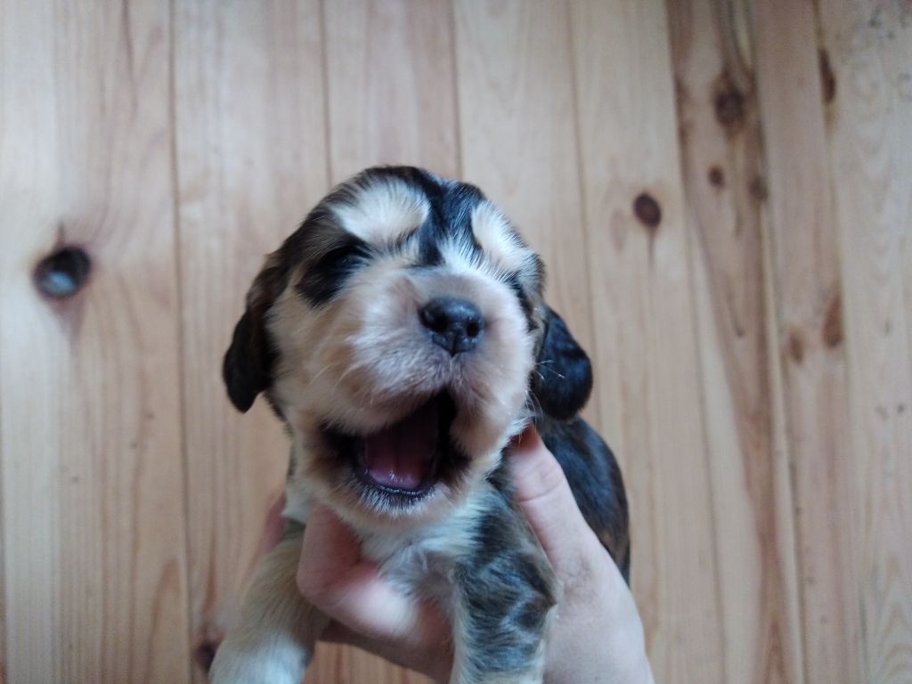 Du Roc De Berdu - Cocker Spaniel Anglais - Portée née le 30/09/2021