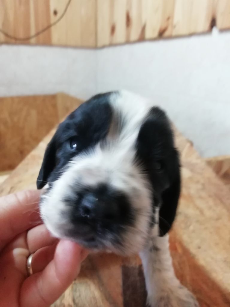 Du Roc De Berdu - Cocker Spaniel Anglais - Portée née le 18/10/2020