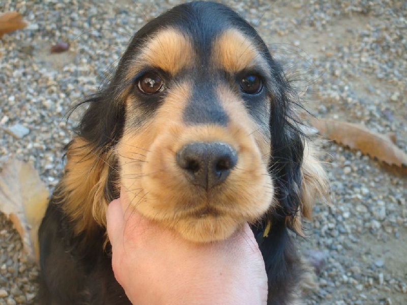 Du Roc De Berdu - Cocker Spaniel Anglais - Portée née le 23/06/2015